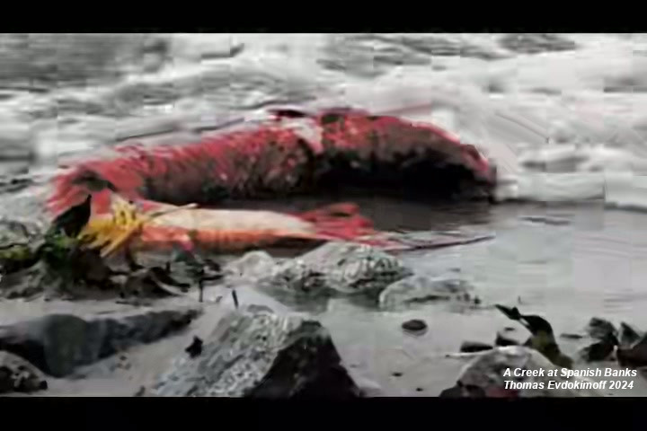 video still, salmon